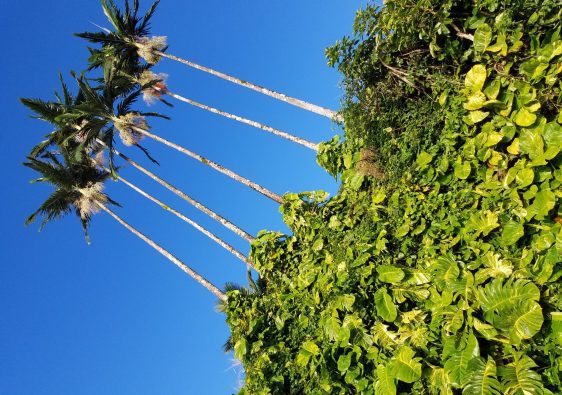 Which Hawaiian Island should I go to, palm tree photo